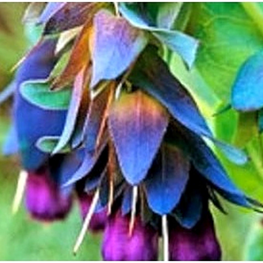 Red Red Ruby Heirloom Campanula Canterbury Bell For Bold Blooms Flower Seeds for Home Garden [neera-v5-b24fd0d0073aae6121f5]