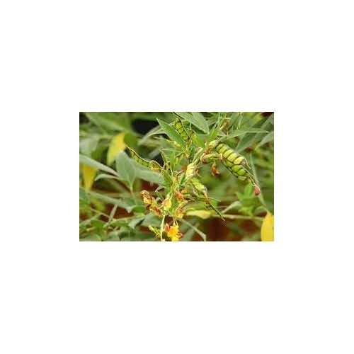 Gungo Pea Seeds for Planting [neera-v5-b25419f642eaba63f2c8]