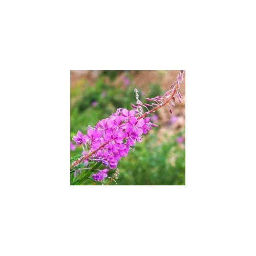 Epilobium Angustifolium Flower Seeds [neera-v5-b25f8ebf0f2b34770658]