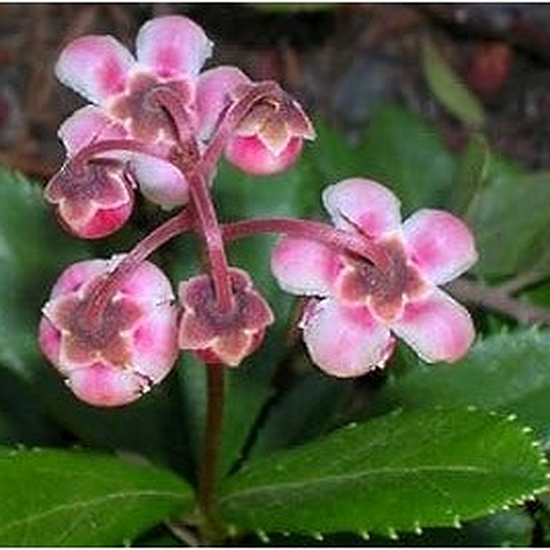 Red Chimaphila Flower Planting Seeds for Garden [neera-v5-b2675505135bd2444bf0]