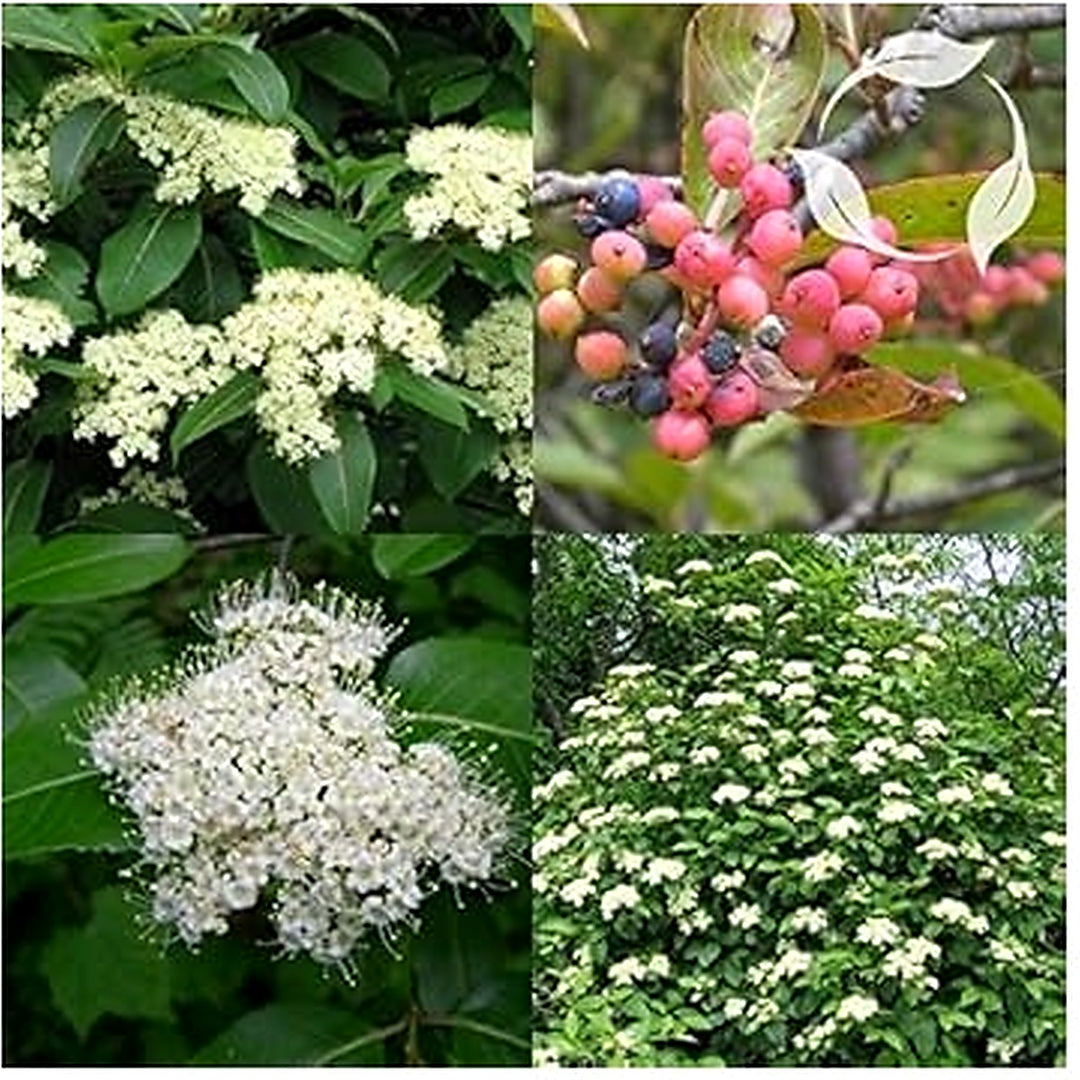 White Arrowwood Flower Seeds 100 pcs [neera-v5-b26f3b0d32e9c142c80e]