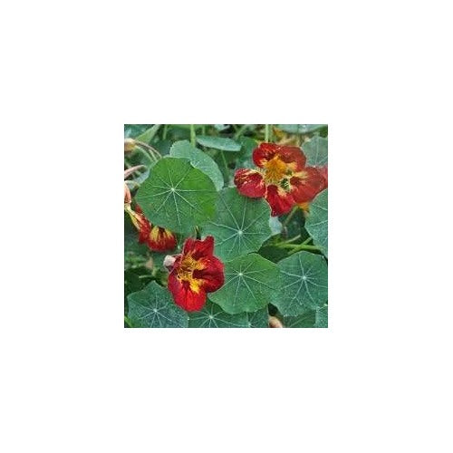 Heirloom Non-GMO Maroon Nasturtium Flower Seeds for Planting [neera-v5-b27de1d15a77245cdf03]
