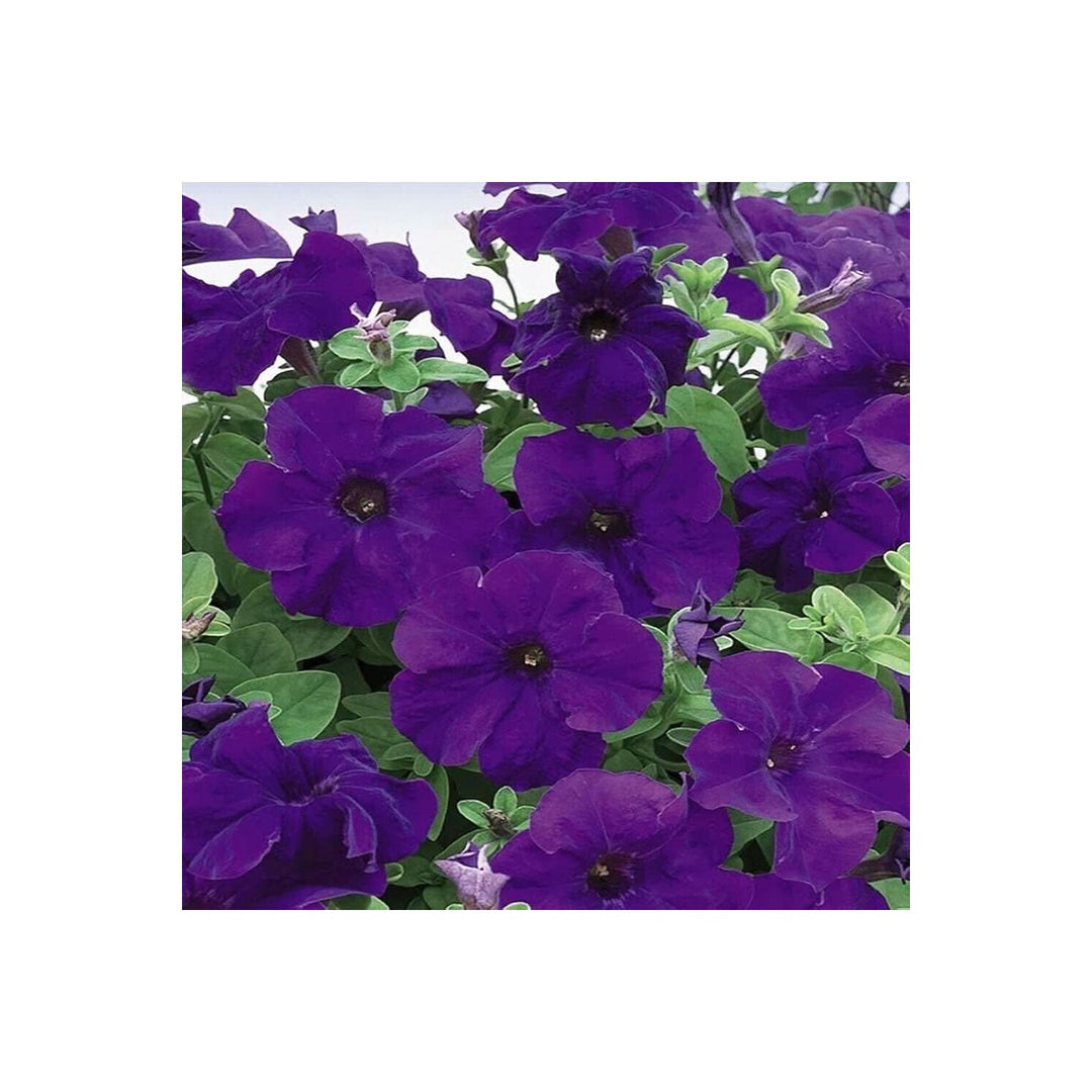 Petunia Petunia Hybrida Flower For Planting In Home Garden Hanging Baskets Flower Seeds for [neera-v5-b28296f7c08fbf5dfa38]