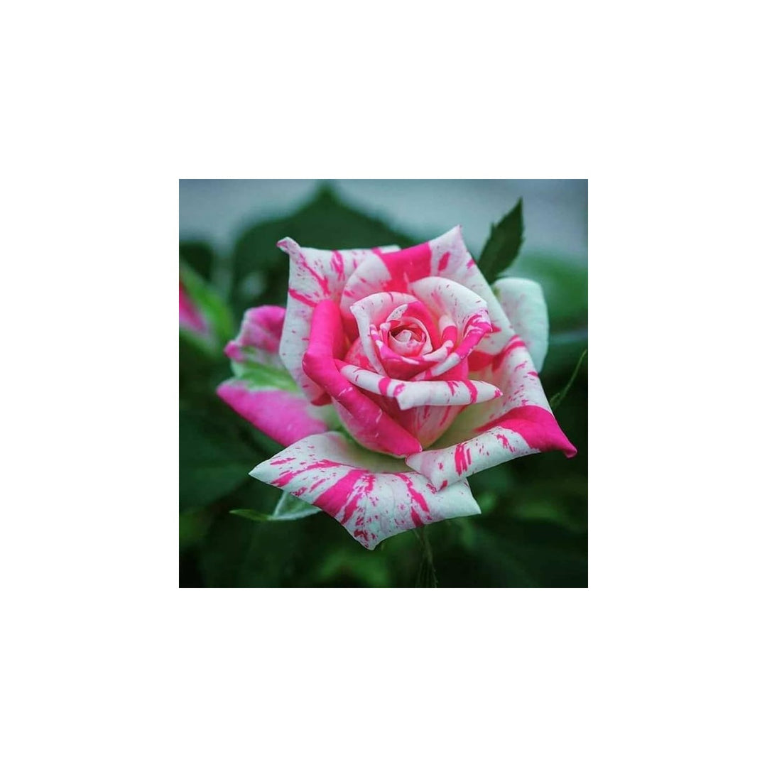 Rose Rosa Hybrida Rare Flower For Planting In Vertical Garden Or Backyard Trellis Designs Flower [neera-v5-b283c2bd4e369b64ad27]