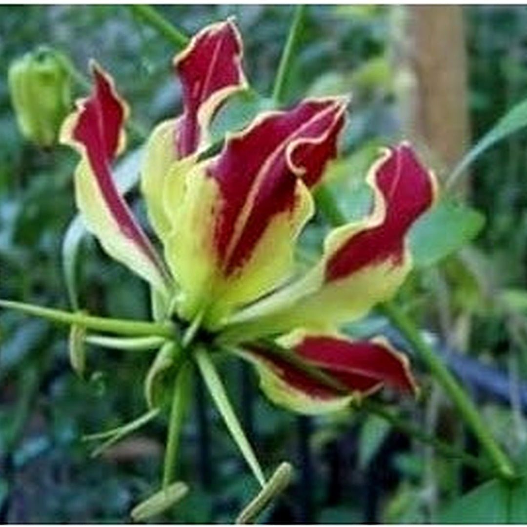 Red Rothschildiana Flower Seeds for Planting [neera-v5-b28404d9fcf26d769dfb]
