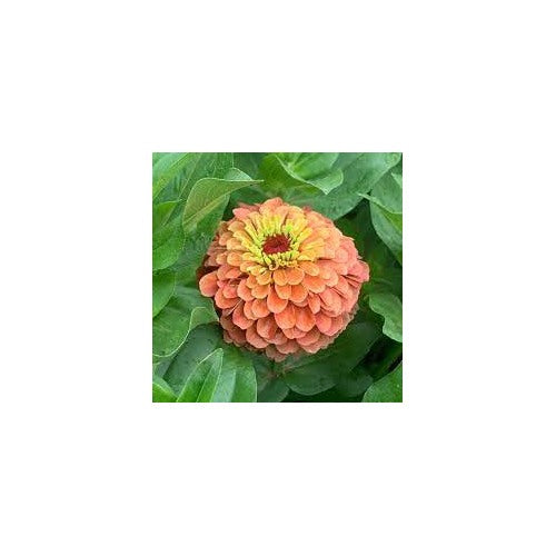 Lime Orange Zinnia Flower Seeds for Planting [neera-v5-b2a5b2ae8eb4adf248c9]