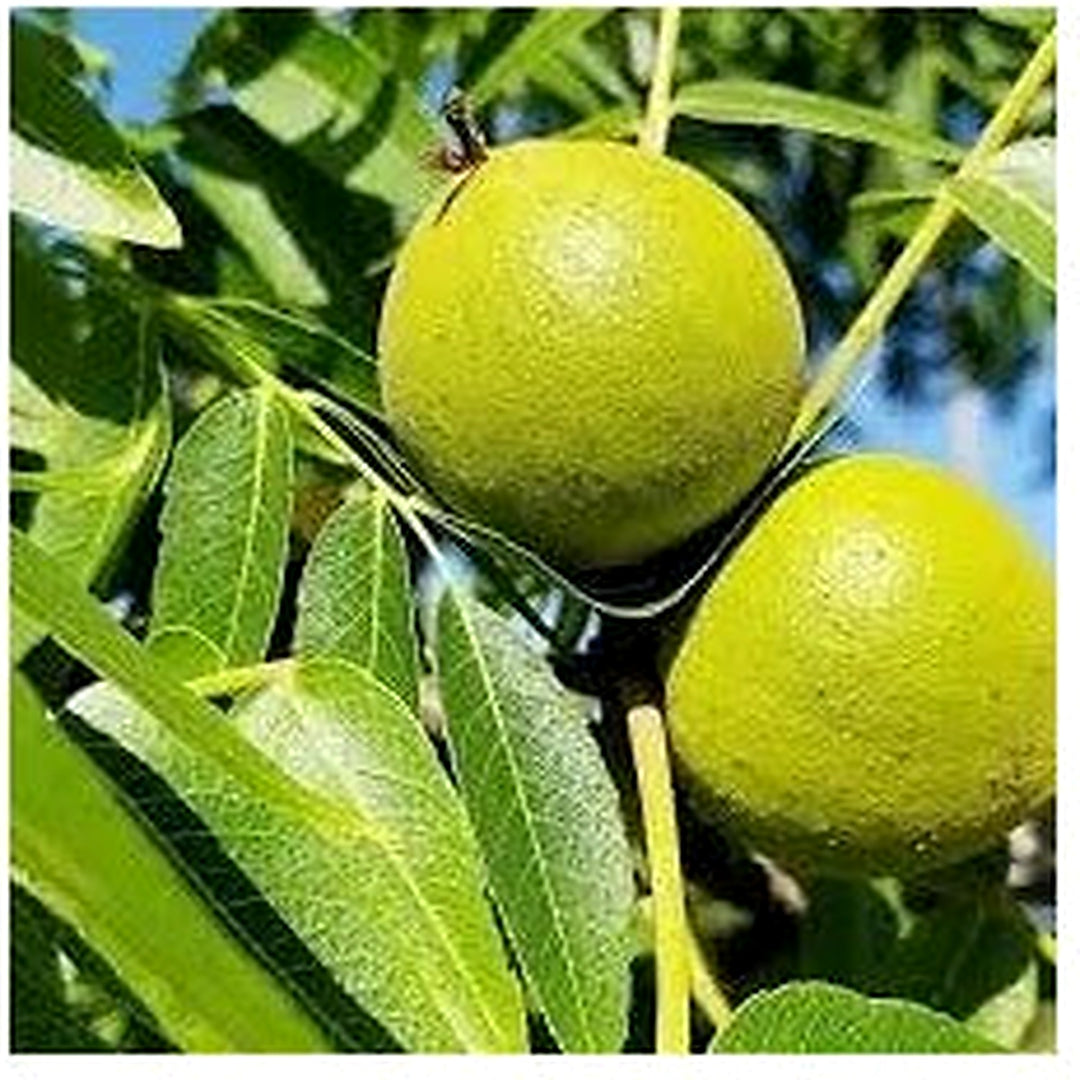 Juglans Hindsii Seeds [neera-v5-b2b25031a3a42fbde509]