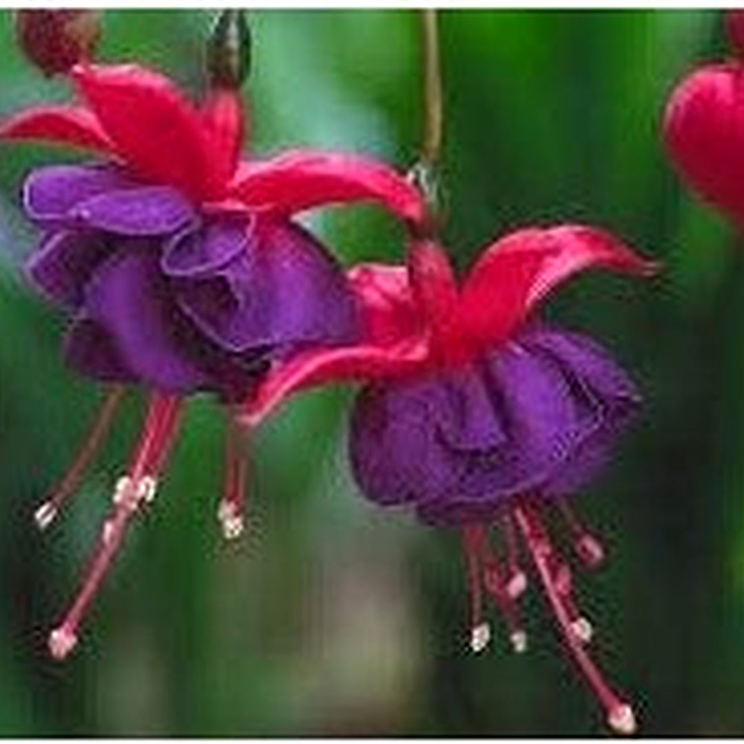 Dark Violet Fuchsia Flower Seeds for Planting [neera-v5-b2b9f584b083b2bec3b9]