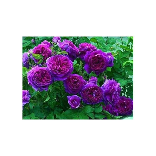 Pink Purple Climbing Rose Plant Seeds for Planting Non-GMO Heirloom Garden Seeds for Home and Outdoor Growing [neera-v5-b2baa6edf21fa7b0f953]