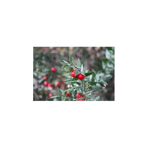 Dark Red Pomegranate Fruit Seeds for Planting [neera-v5-b2c30b39f58bc6dece55]