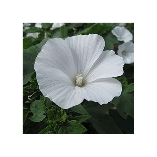 Organic White Pansy Flower Seeds for Planting [neera-v5-b2cb288a7a3bd4df1983]