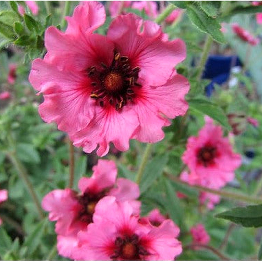 Pink Potentilla Nepalensis Flower Seeds for Planting [neera-v5-b2d619148651b9681b59]