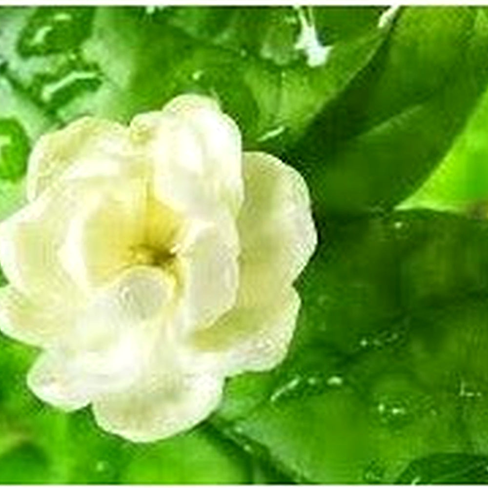 Light Green Gardenia Seeds for Planting [neera-v5-b2e324629f53eb1afac1]