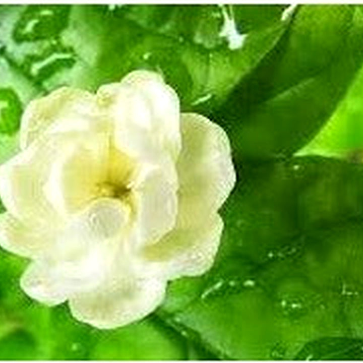 Light Green Gardenia Seeds for Planting [neera-v5-b2e324629f53eb1afac1]