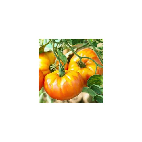 Pineapple Tomato Seeds for Planting [neera-v5-b2e667f6d4b6a53a2a6e]