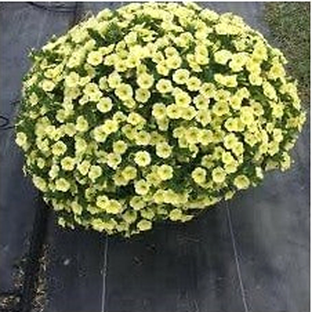 Sunrise Cascading Petunia Seeds for Planting [neera-v5-b2eb9ff9b32172ac0861]