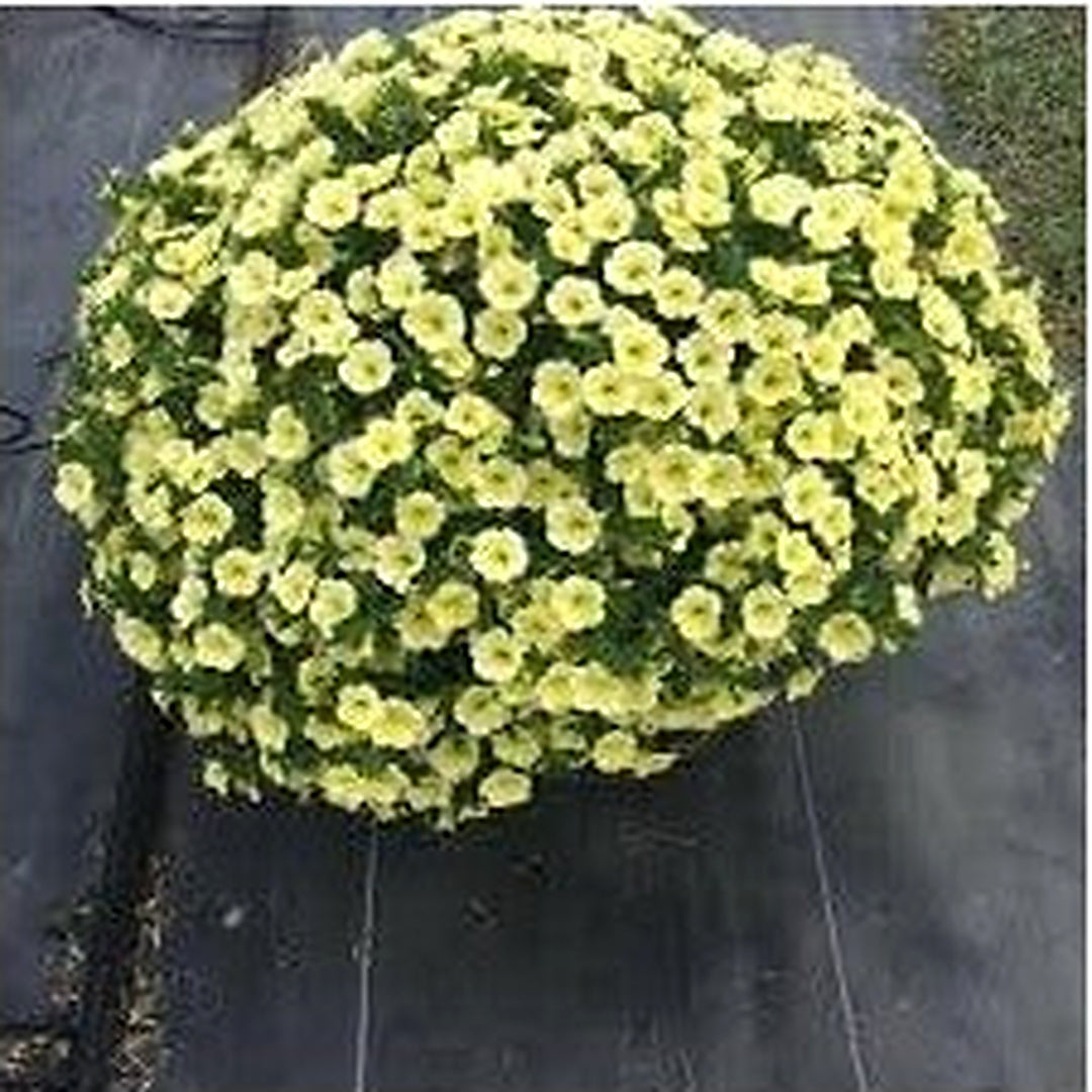 Sunrise Cascading Petunia Seeds for Planting [neera-v5-b2eb9ff9b32172ac0861]