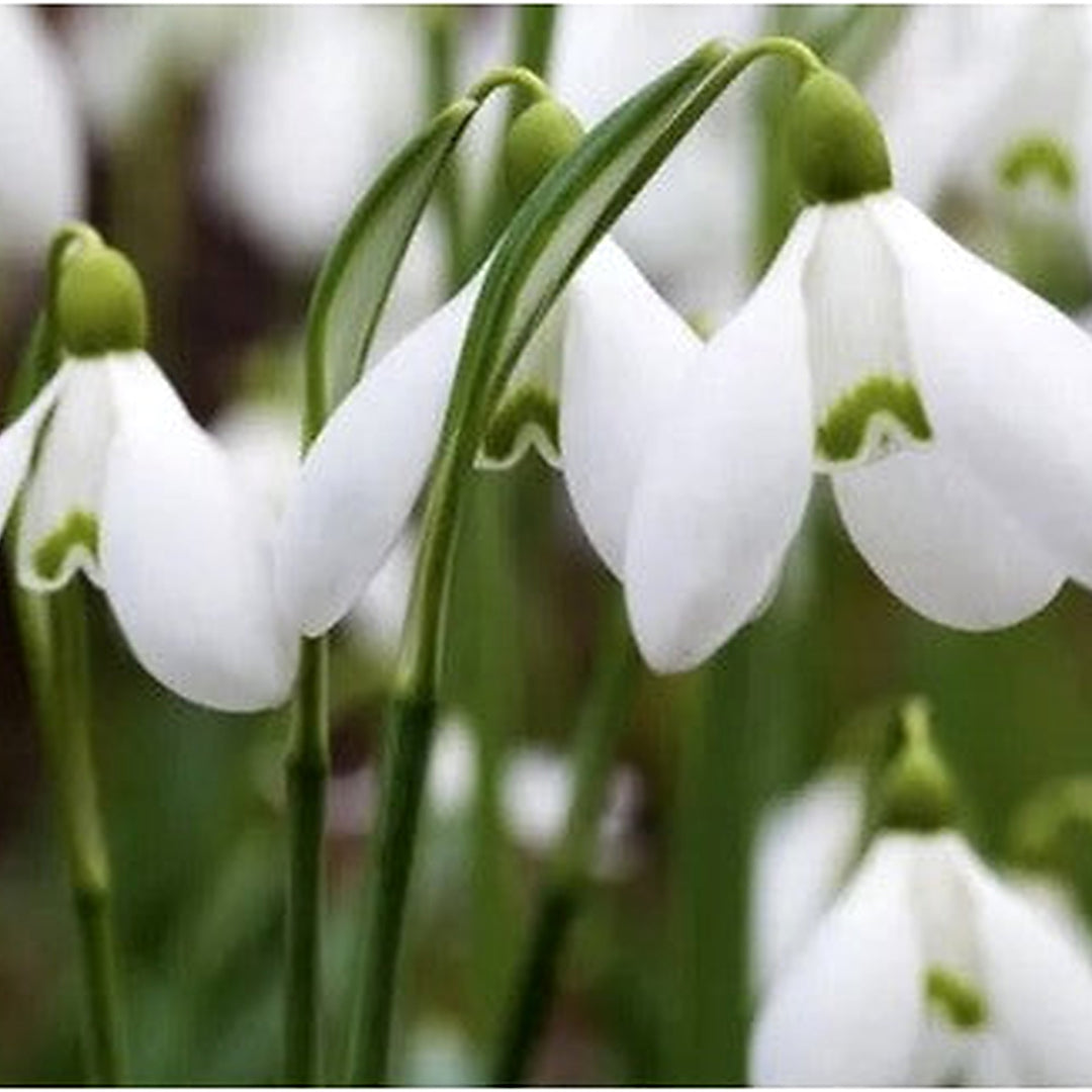 Organic Galanthus Flower Seeds White for Planting [neera-v5-b30bb50ac1f6b41f3946]