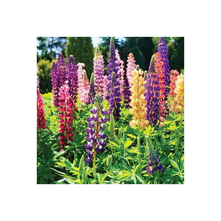Lupine Lupinus Polyphyllus Rainbow Tutti Frutti Flower For Planting Vibrant Mix For Pollinator [neera-v5-b30d857fc01770e781ca]