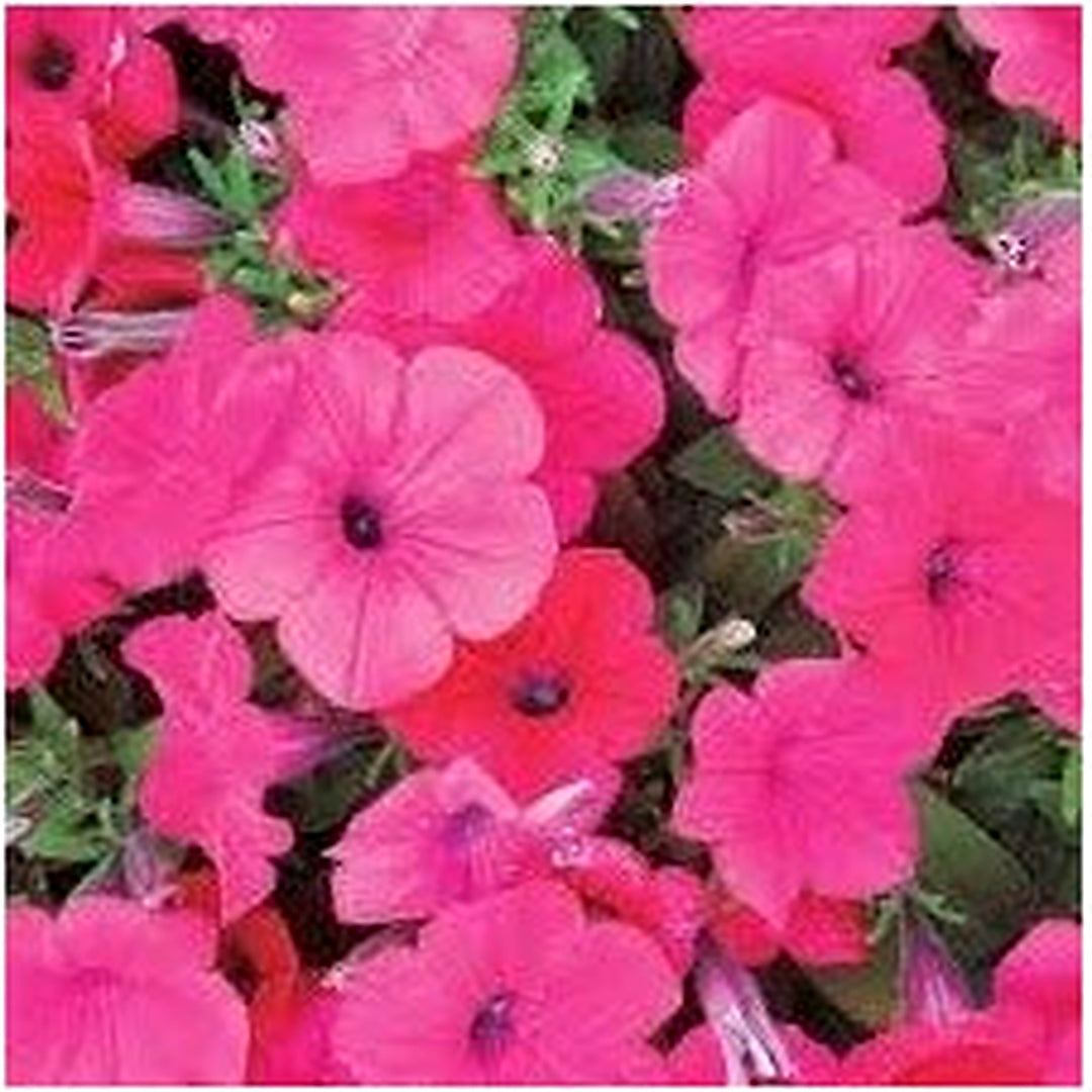 Light Pink Red Petunia Flower Seeds [neera-v5-b31463ea4ceb587cd421]