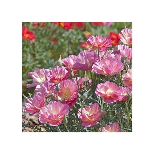 Pink Eschscholtzia (California Poppy) Flower Seeds for Planting [neera-v5-b317ee1078a326e60d79]