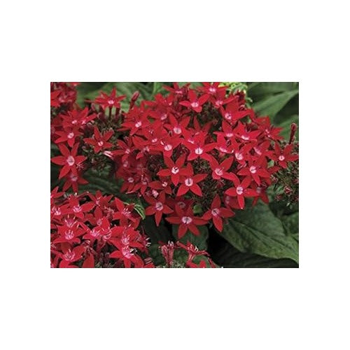 Red Pentas Flower Seeds for Planting [neera-v5-b322a8d3cb29eb85135e]