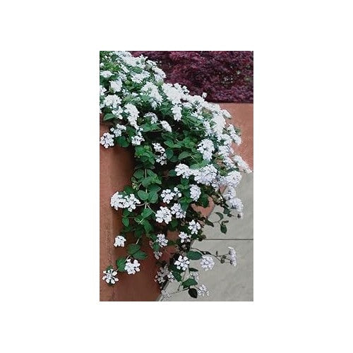 Heirloom White Lantana Flower Seeds for Planting [neera-v5-b323dcdb7b57c8dff4d1]
