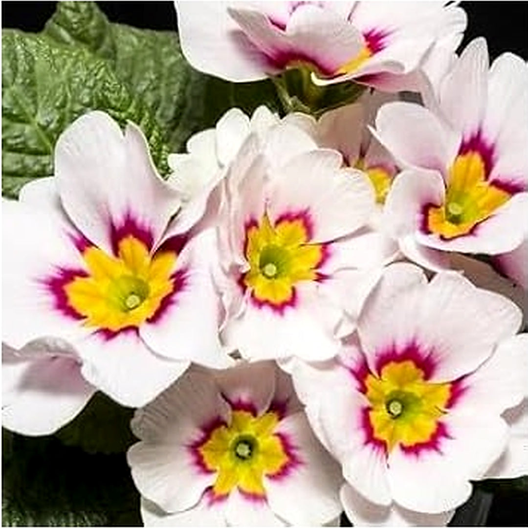 White Pink Primula Malacoides Flower Seeds for Planting [neera-v5-b32a477a3b281950da80]