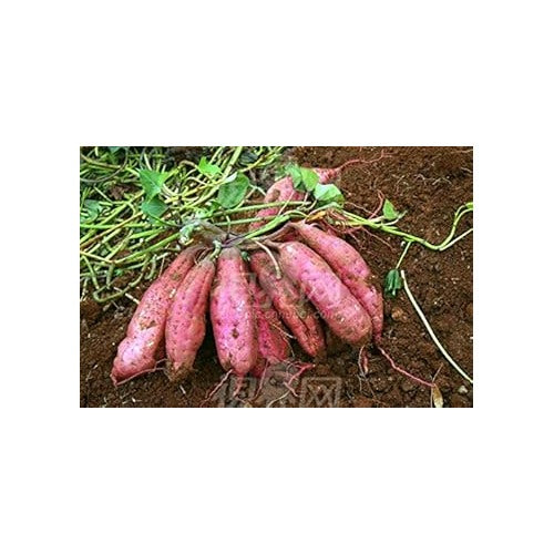 Pink Batatas Potato Seeds for Planting [neera-v5-b32db596fdf6d8043e50]