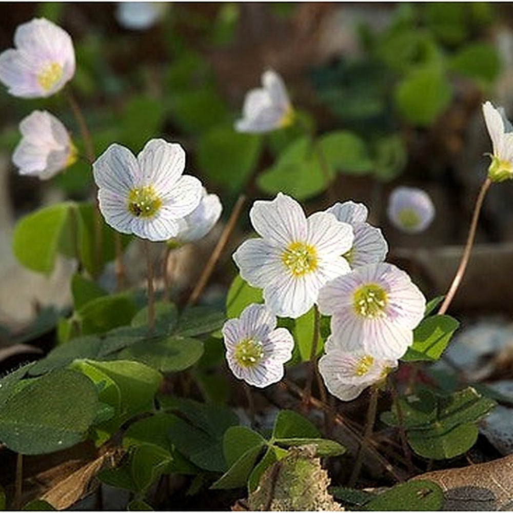 Oxalis Acetosella Flower Seeds for Planting [neera-v5-b333bd9811d5a2360003]