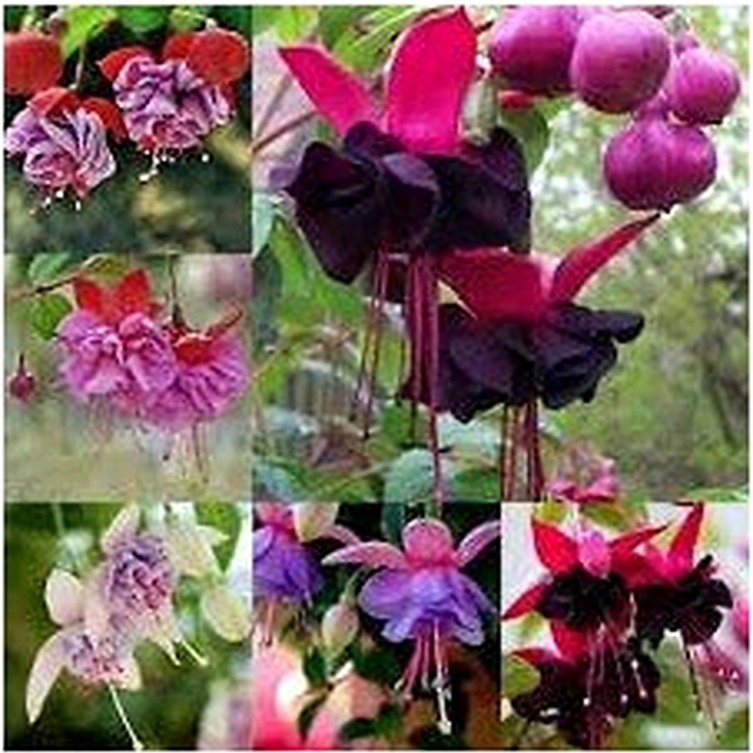 Multi-Colour Fuchsia Seeds for Planting [neera-v5-b33b3de6bdf8942a1dd6]