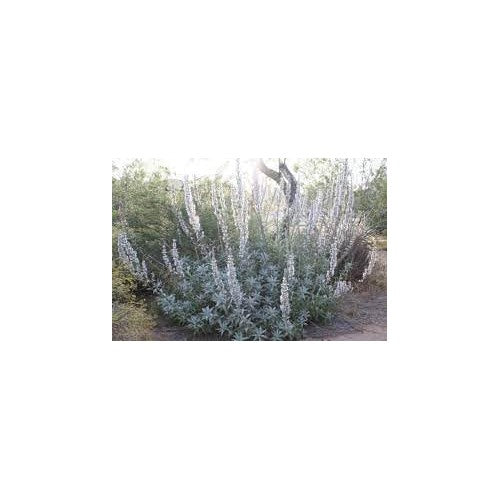 Heirloom Apiana Plant Seeds Non-GMO for Garden Planting Sacred White Sage Foliage [neera-v5-b33b456e5d18c9589252]
