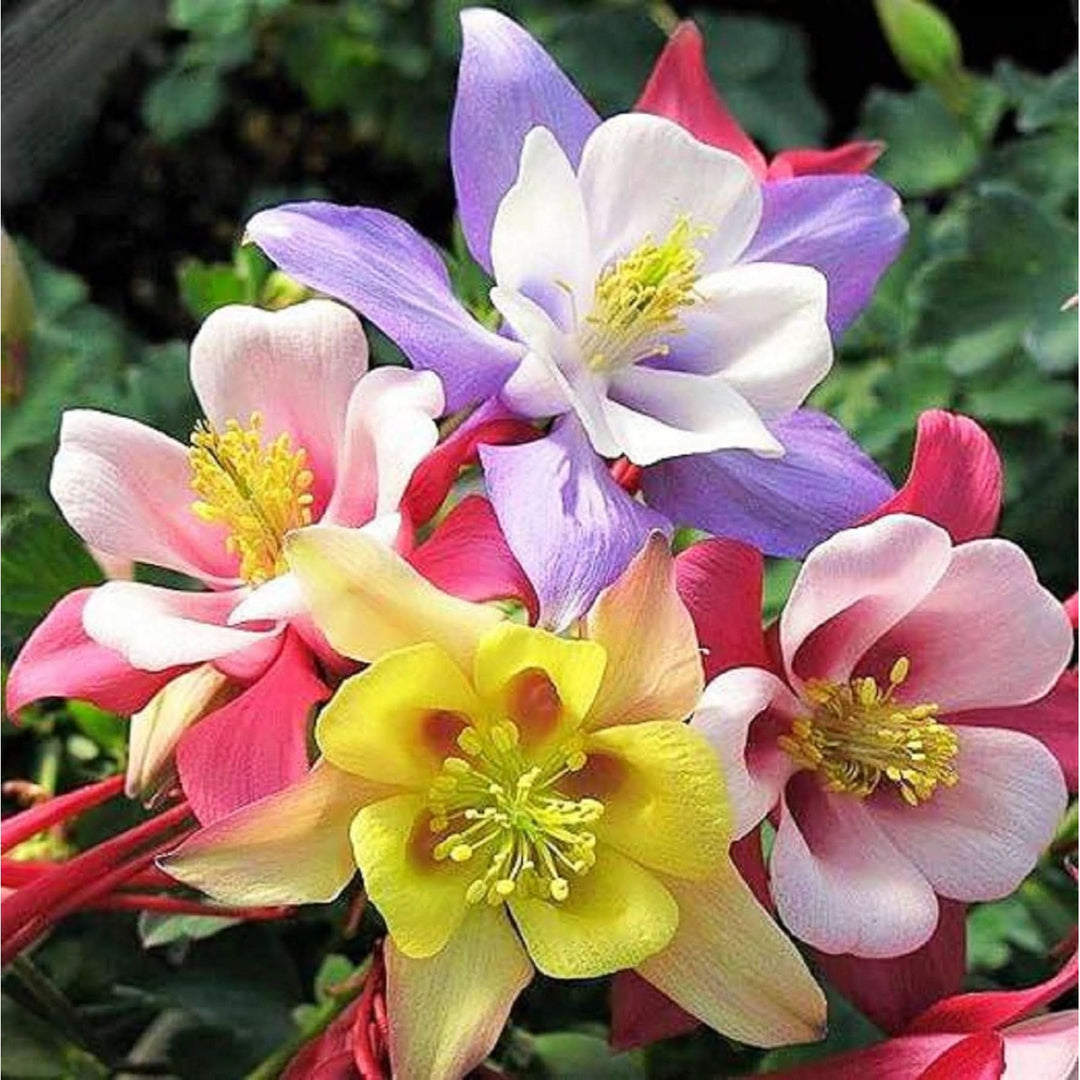 Heirloom Non Gmo Multi Colored Columbine Flower For Planting Vibrant Perennial Flower Seeds for [neera-v5-b341b8f548d5893939ab]