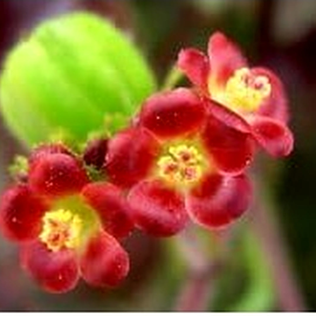 Organic Red Bellyache Bush Plant Seeds for Planting [neera-v5-b35044048da461762152]