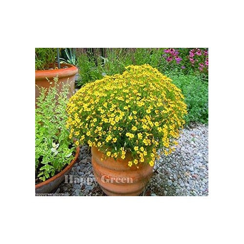Yellow Signet Marigold Flower Seeds [neera-v5-b3543b260c9eb6e178e5]