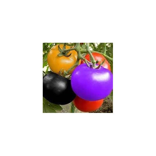 Tomato Vegetable Seeds for Planting [neera-v5-b35e8a60ef176f9fa5b8]