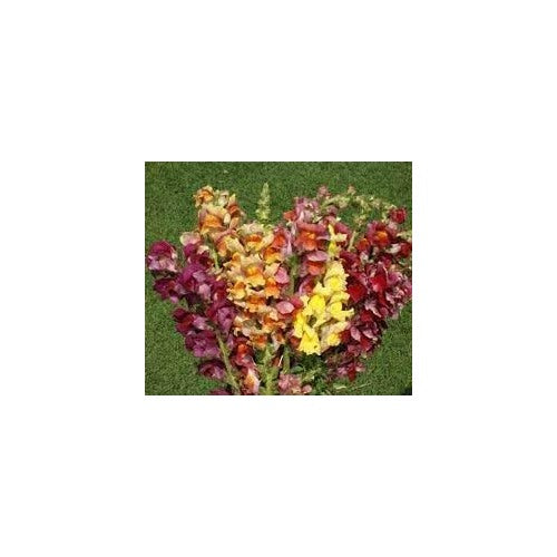 Heirloom Antirrhinum Majus Flower Seeds, Non-GMO, Snapdragon Blooms for Garden Borders [neera-v5-b36125650c17399ff560]