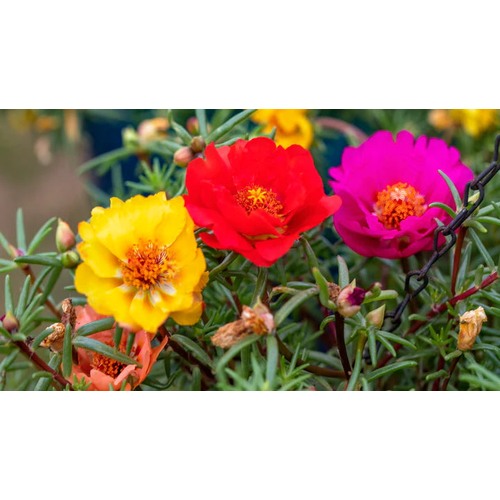 Portulaca Moss Rose Seeds [neera-v5-b364ea74f1ee2e1c1d2a]