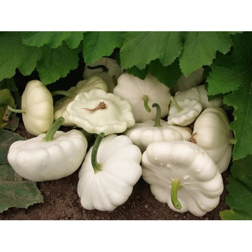 Squash Patisson White Vegetable Seeds for Planting [neera-v5-b375243885cf50909f45]