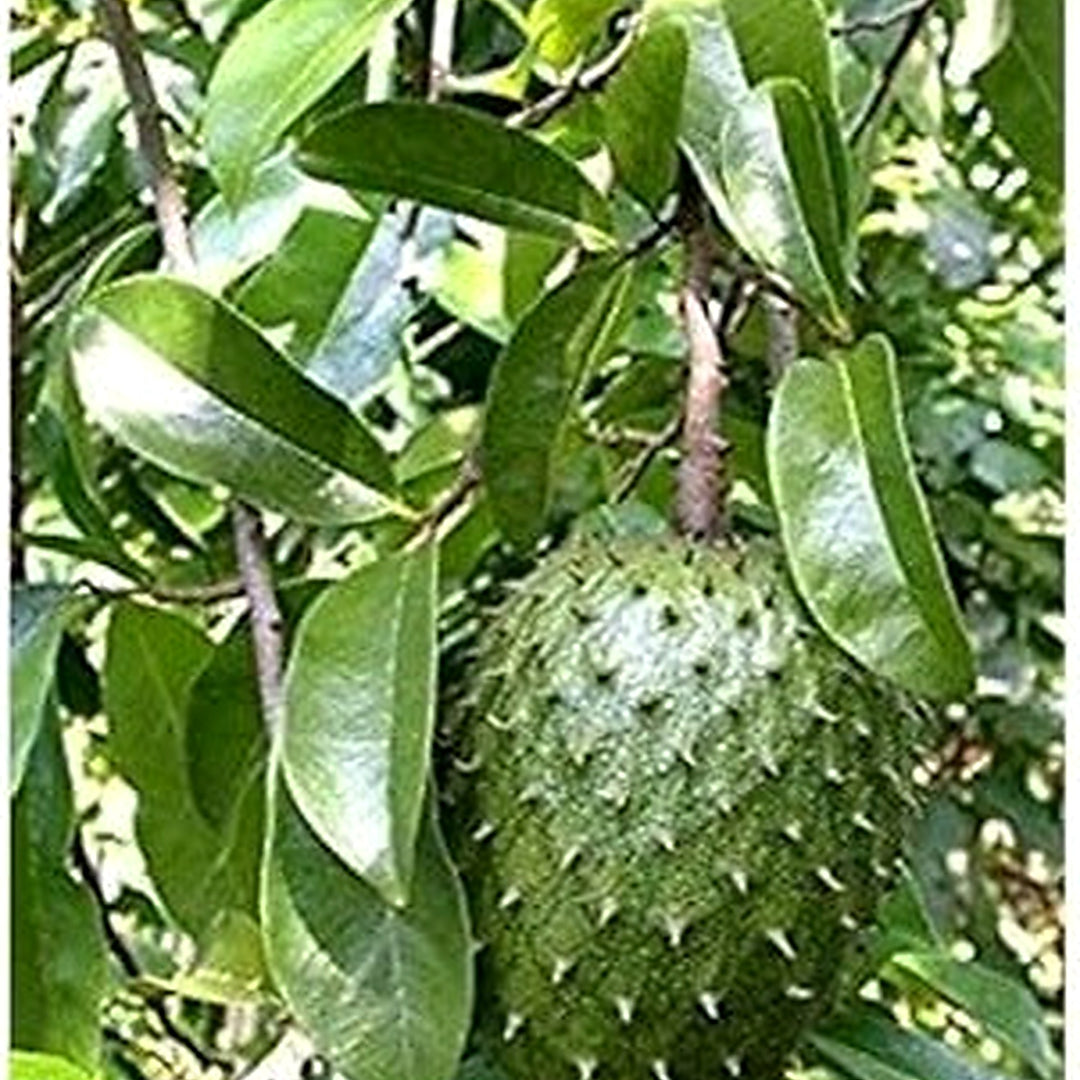 Red Myrica Fruit Seeds for Planting | Heirloom Non-GMO Organic Seeds for Unique, Sweet Garden Berries [neera-v5-b384a05d36b3ea354059]