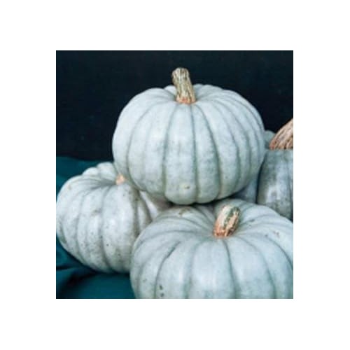 White JARRAHDALE Pumpkin Seeds for Planting | Heirloom Non-GMO Organic Garden Seeds for Sweet Pumpkins [neera-v5-b38958c12325fc5687a2]