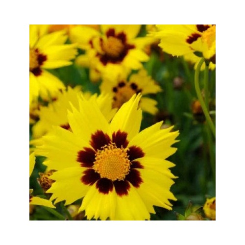 Yellow Coreopsis Sunkiss Color Breakthrough Brightest With Large Blotch Heirloom Non Gmo Flower [neera-v5-b39245e82d84479f83e5]
