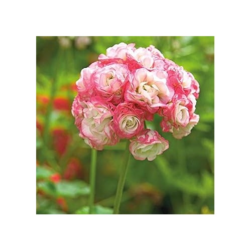 Geranium Apple Blossom Light Pink Flower Seeds for Planting [neera-v5-b39384da12bbea205e07]