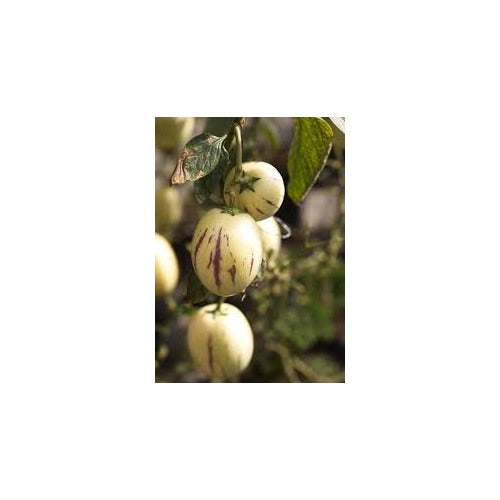 Pepino Dulce Melon Seeds [neera-v5-b3a294eaf7070c894dec]