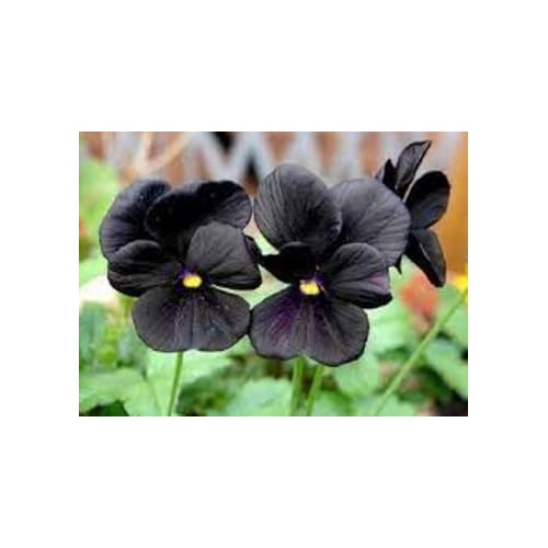 Pansy Flower Seeds Black for Planting [neera-v5-b3a5098bac1ee12d1447]