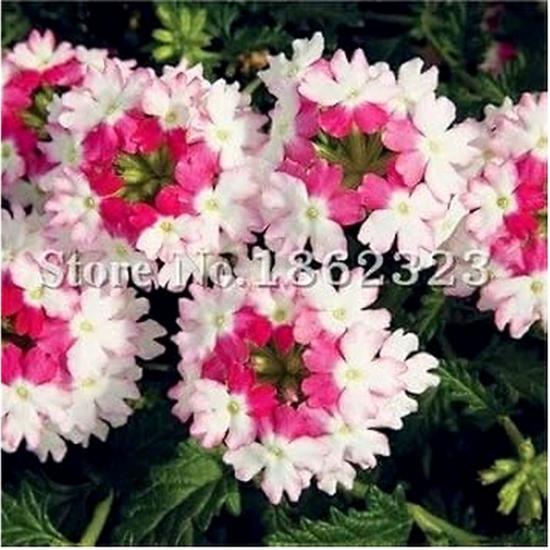 Pink & White Verbena Heirloom Non-GMO Seeds for Planting [neera-v5-b3a8101fc4048663605f]