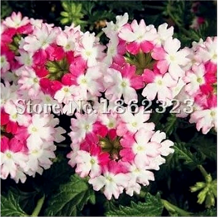 Pink &amp; White Verbena Heirloom Non-GMO Seeds for Planting [neera-v5-b3a8101fc4048663605f]