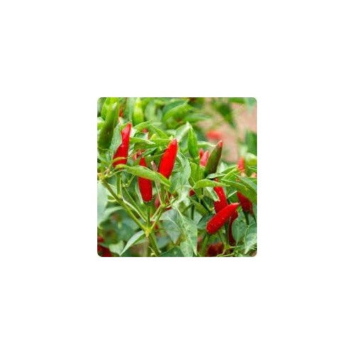 Tabasco Hot Pepper Seeds for Planting [neera-v5-b3ada41da11a8521beee]