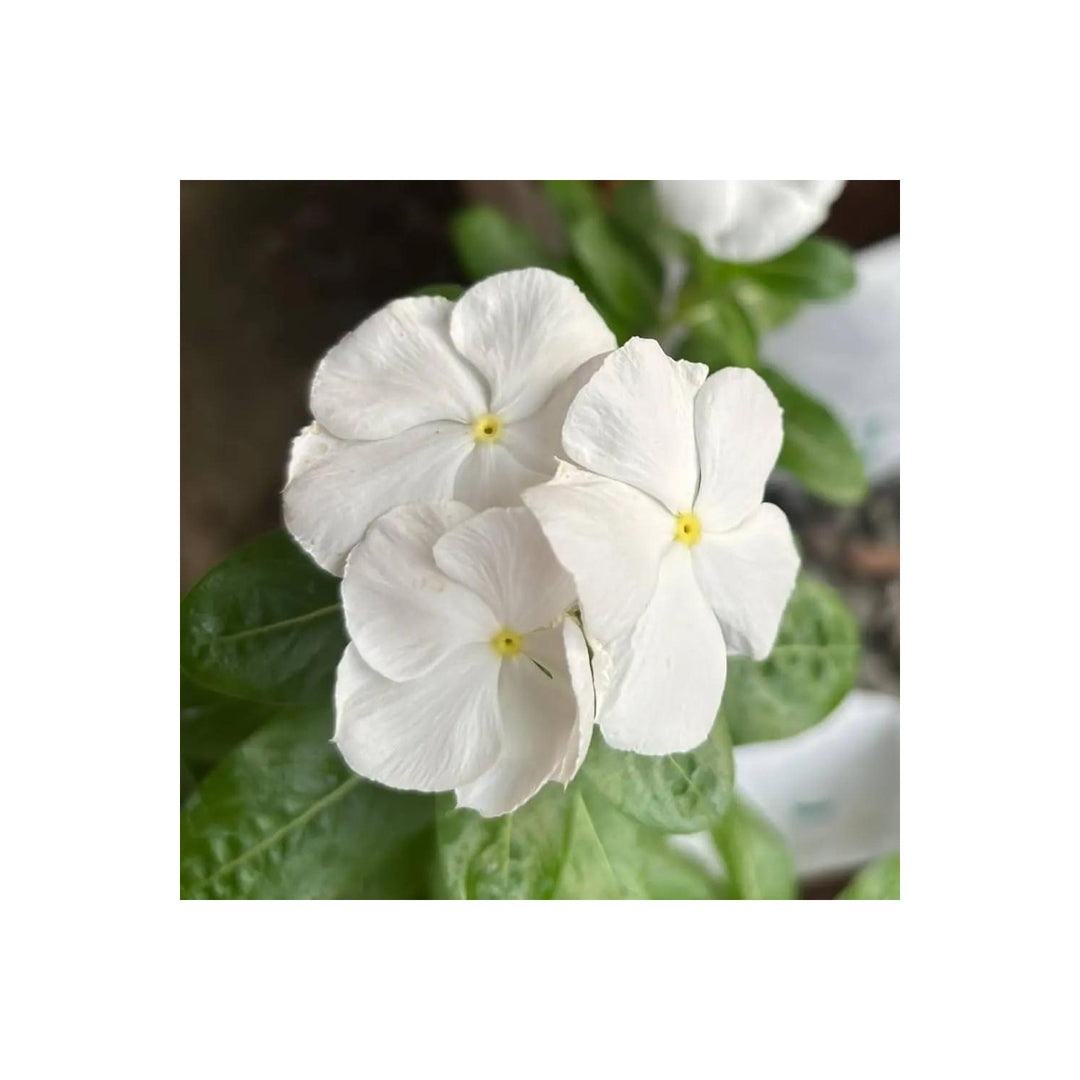 White Vinca Flower For Planting Flower Seeds for Home Garden Planting, Ornamental Organic Blooming [neera-v5-b3b0903511d798ad9071]
