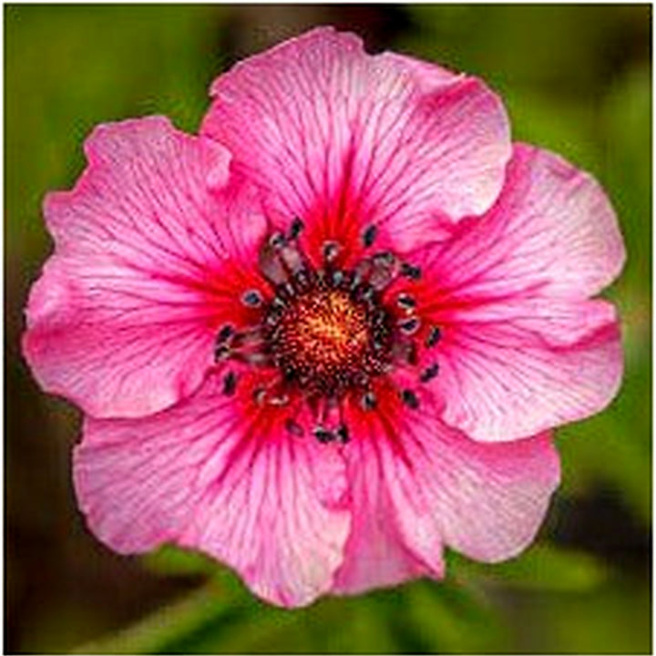 Pink Potentilla Nepalensis Flower Seeds for Planting [neera-v5-b3b7986f71d7214703d5]